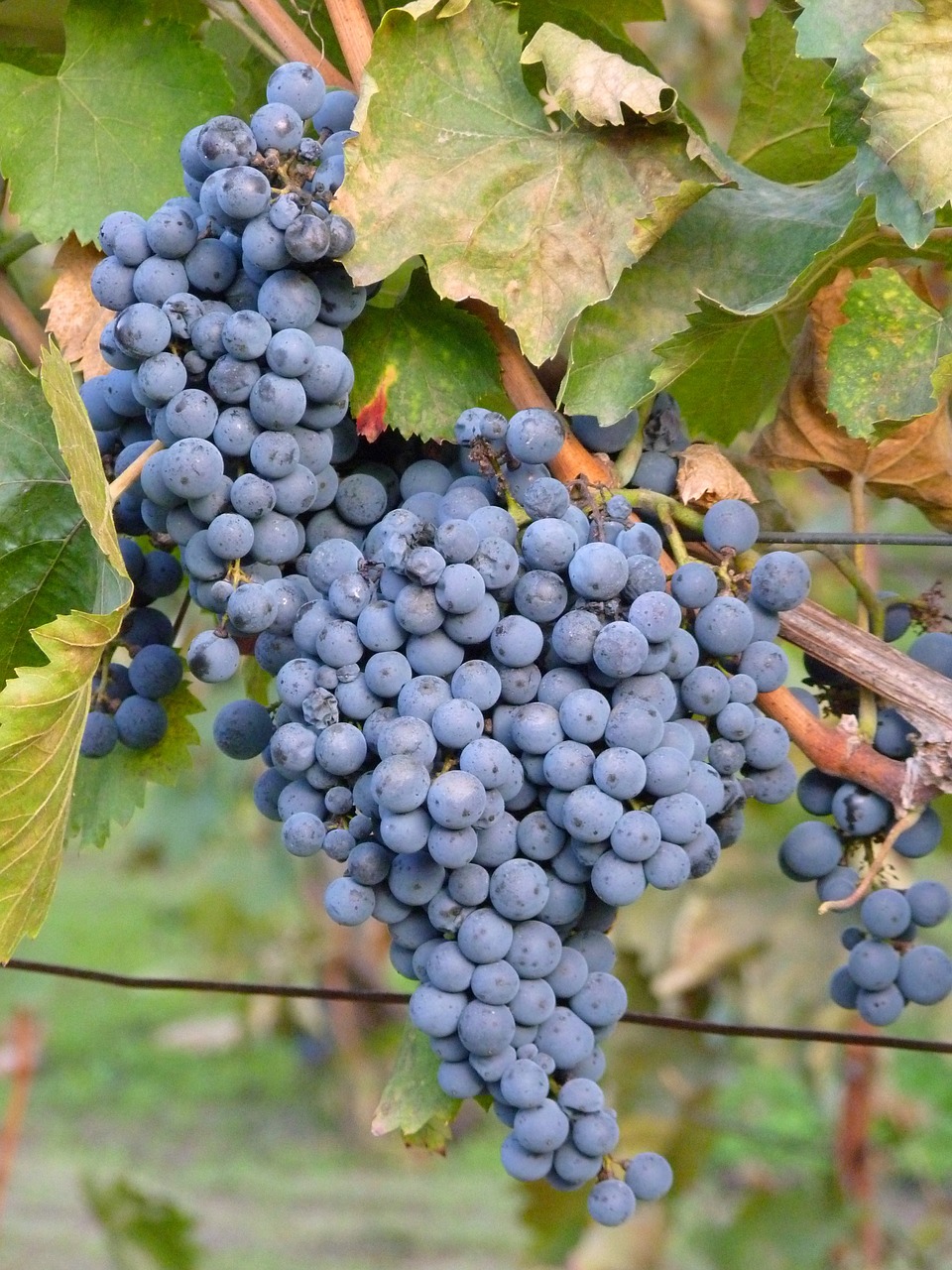 wine grape autumn free photo