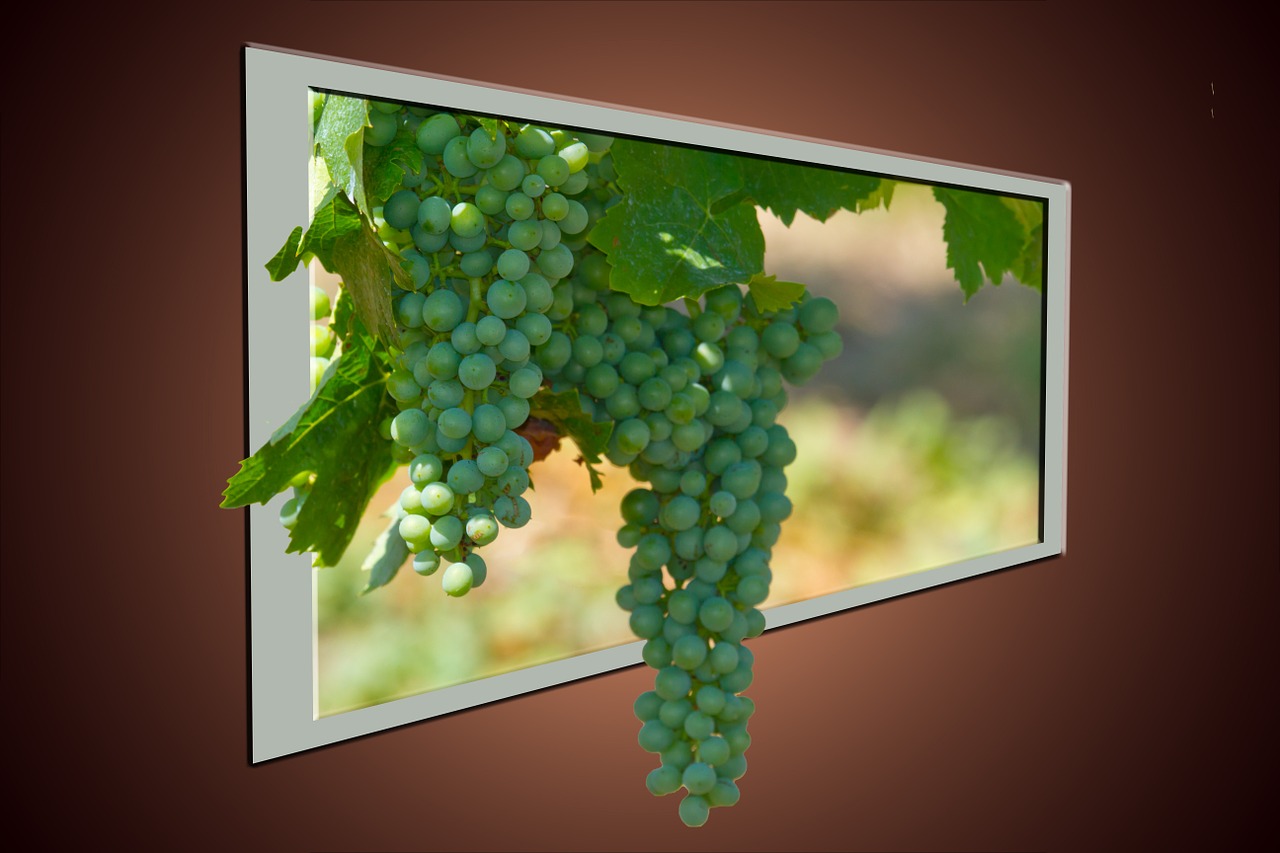 wine grapes fruit free photo