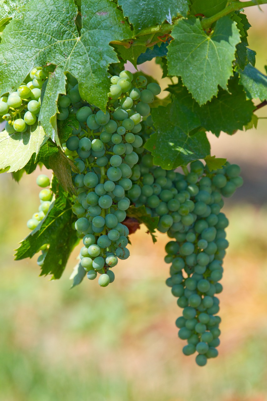 wine grapes fruit free photo