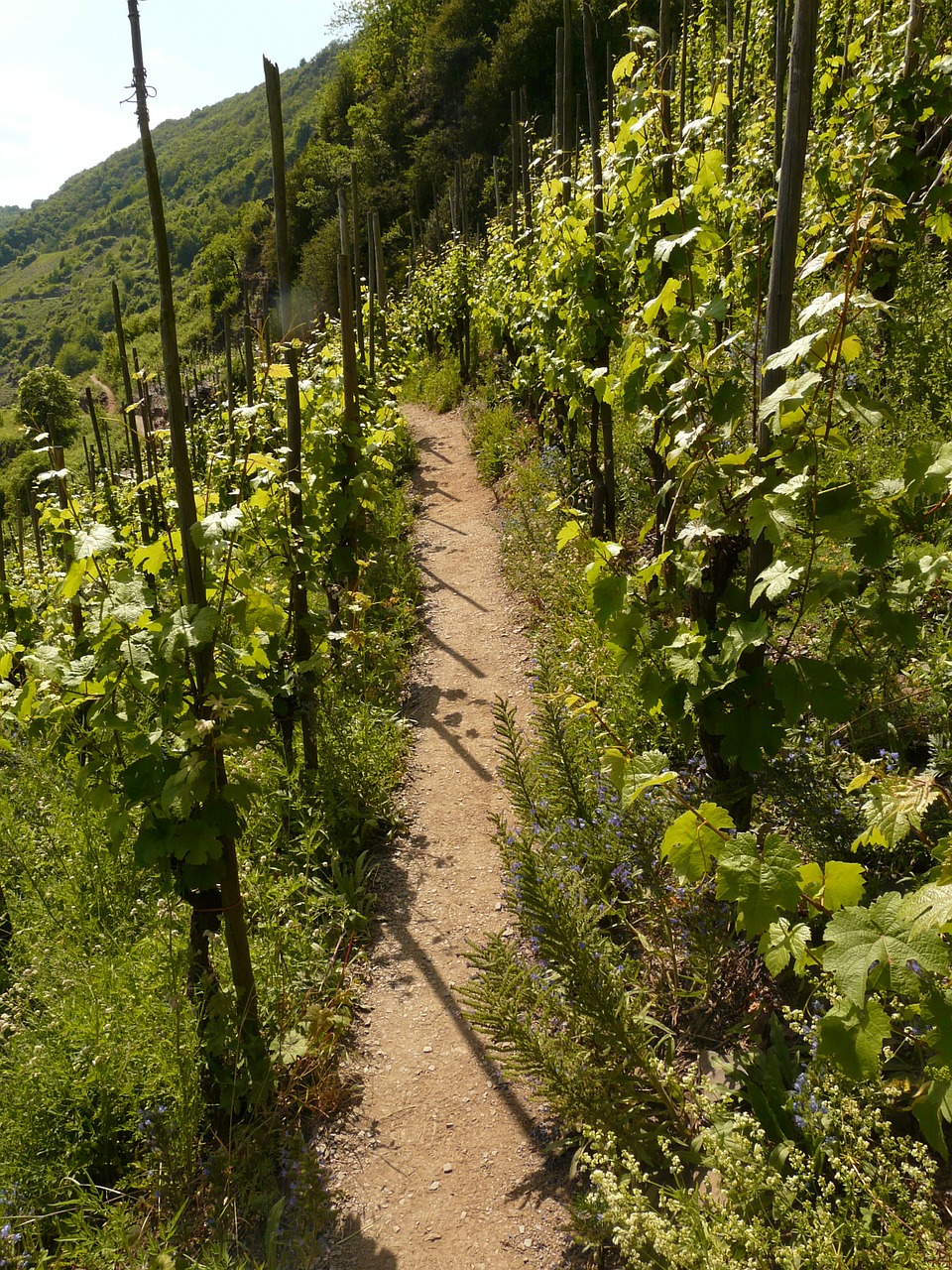 wine vines vine free photo