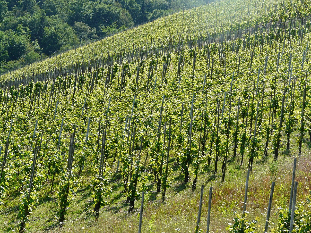 wine winegrowing vines free photo