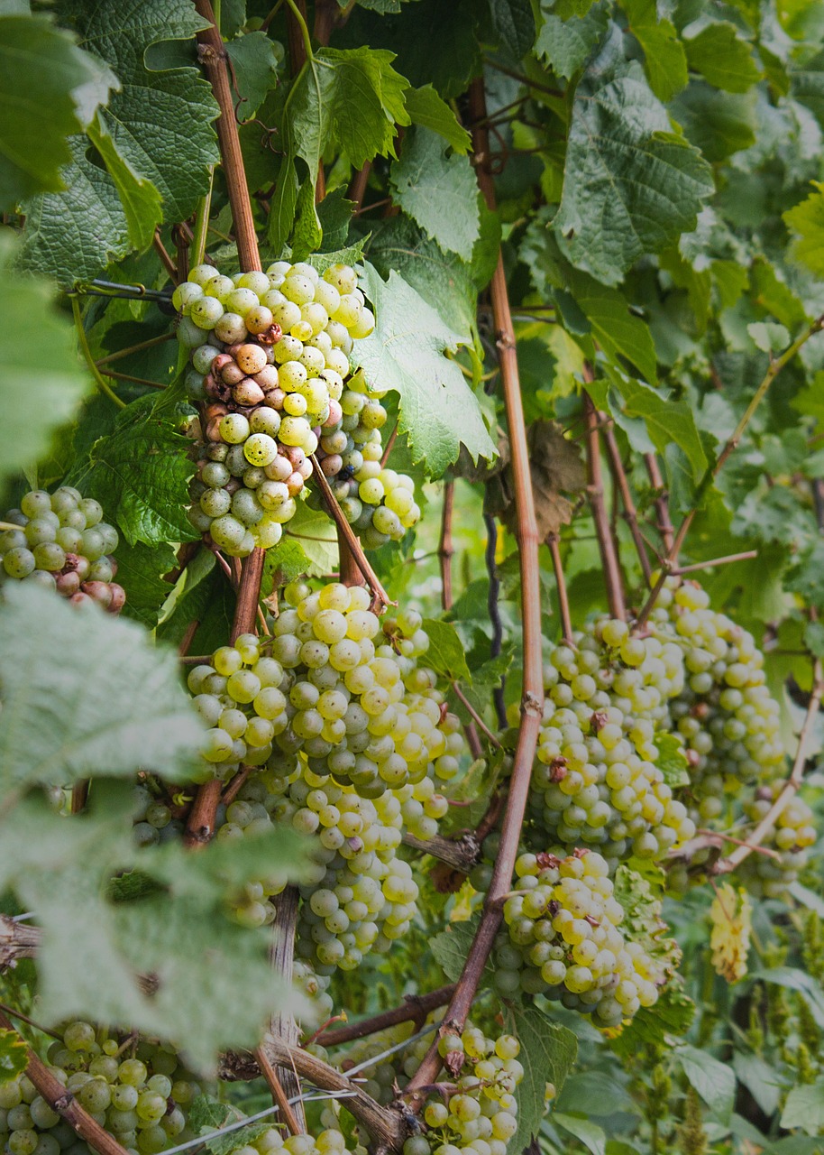 wine vines winegrowing free photo
