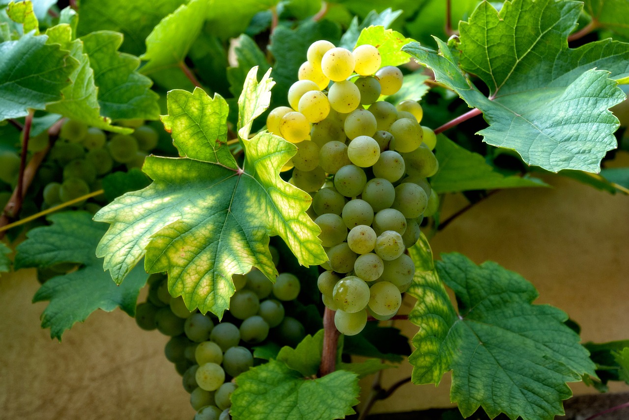 wine grapes grape free photo