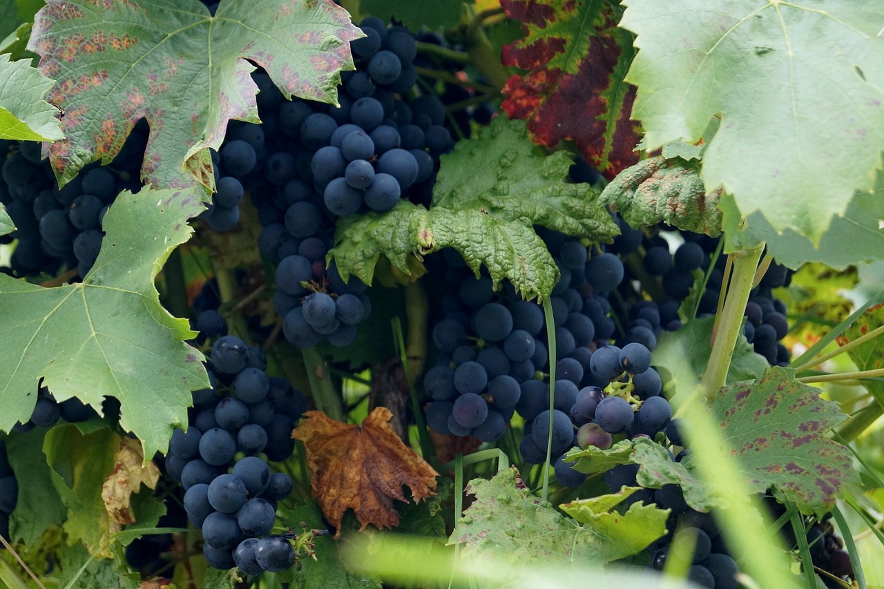 wine grape cluster free photo