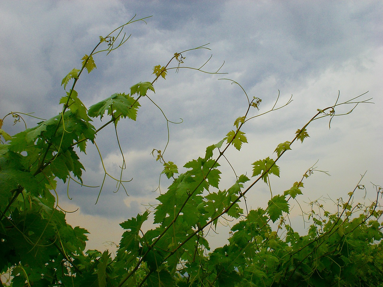 wine entwine sky free photo