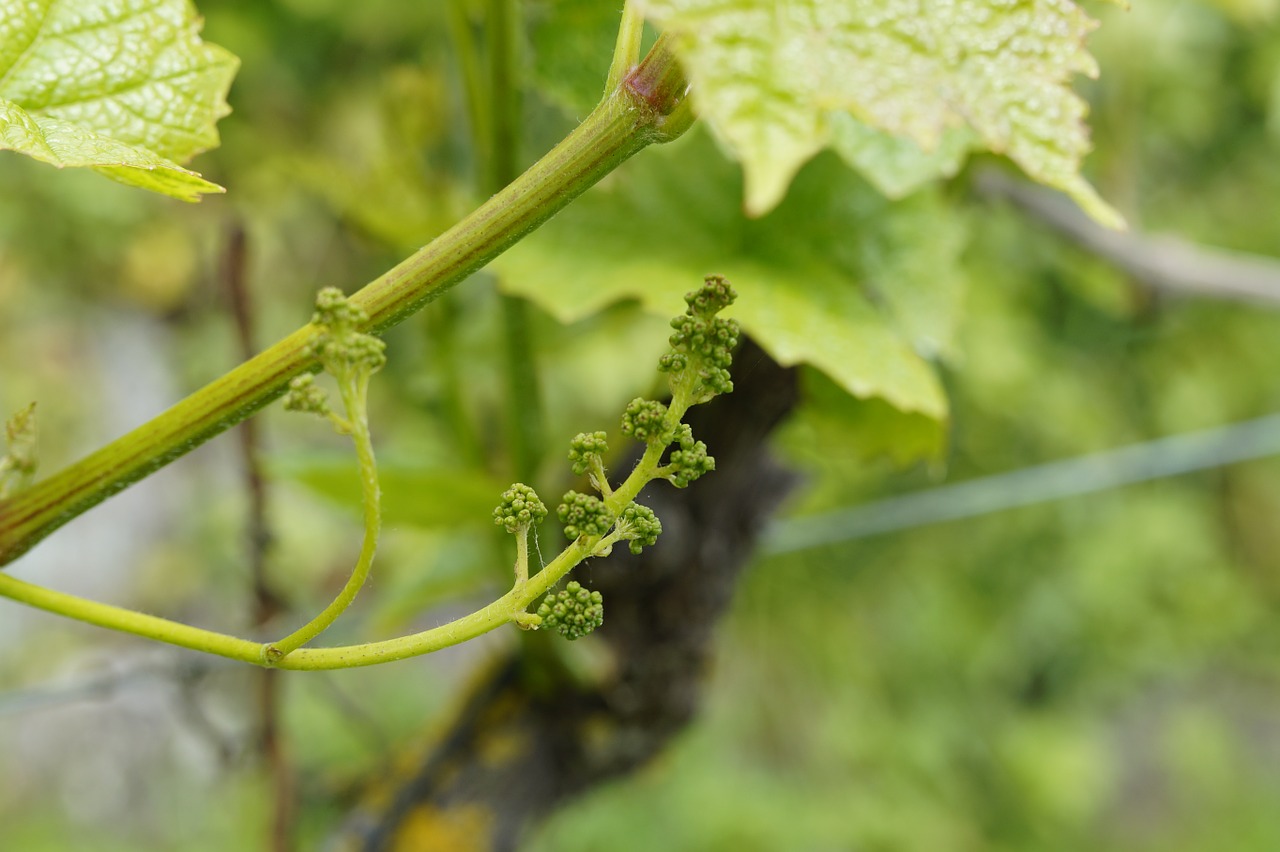 wine grapevine approach free photo