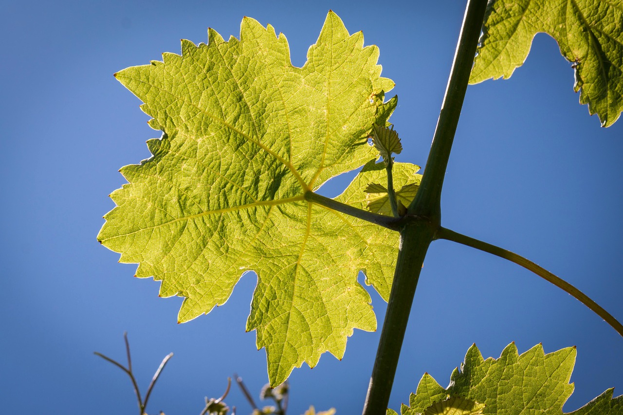 wine leaf vine free photo