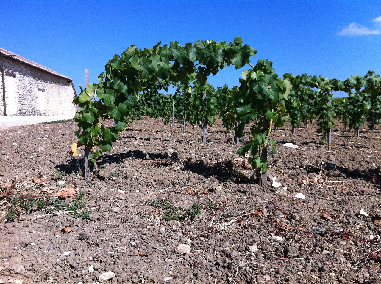 wine vines viticulture free photo