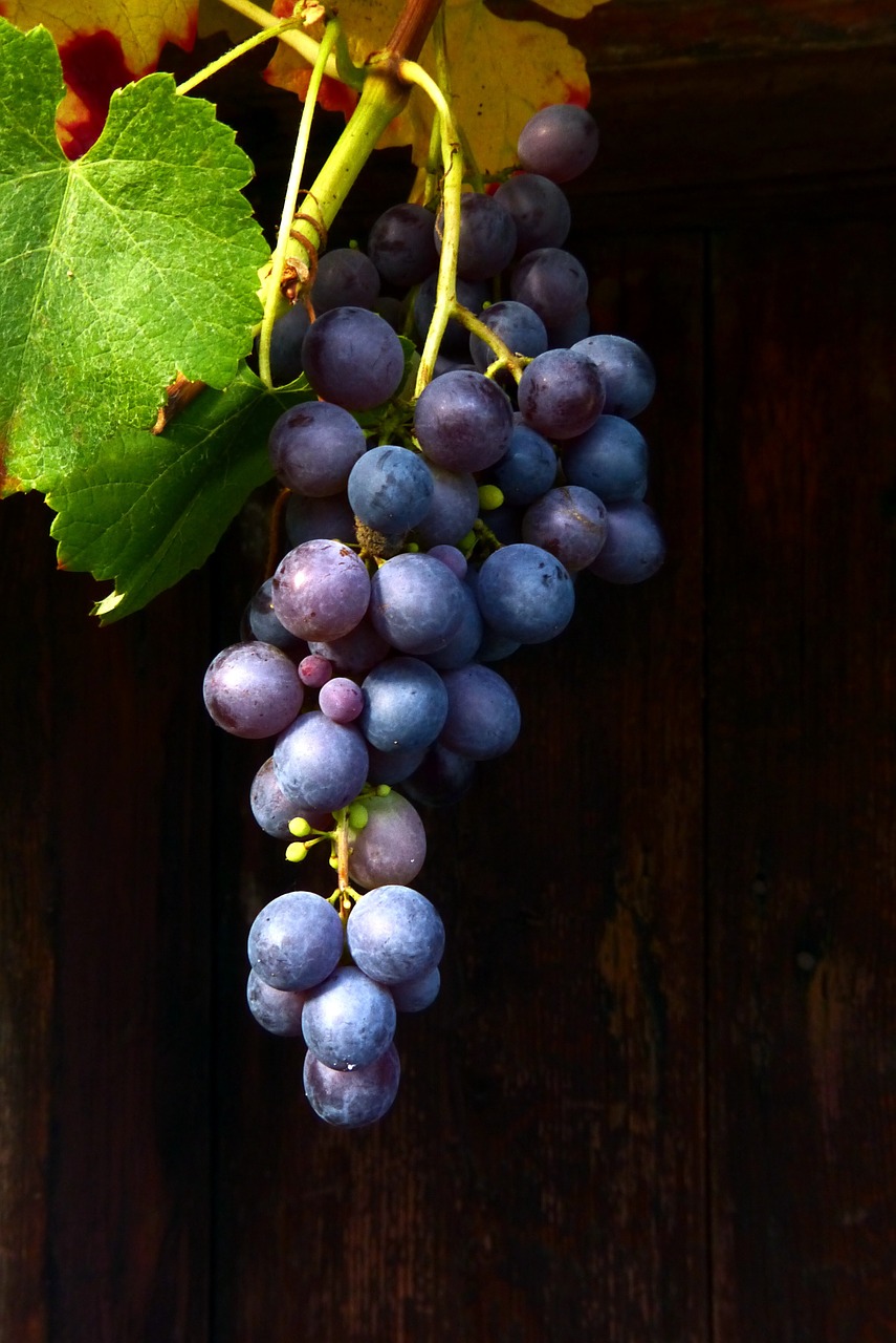 wine red wine blue grape free photo