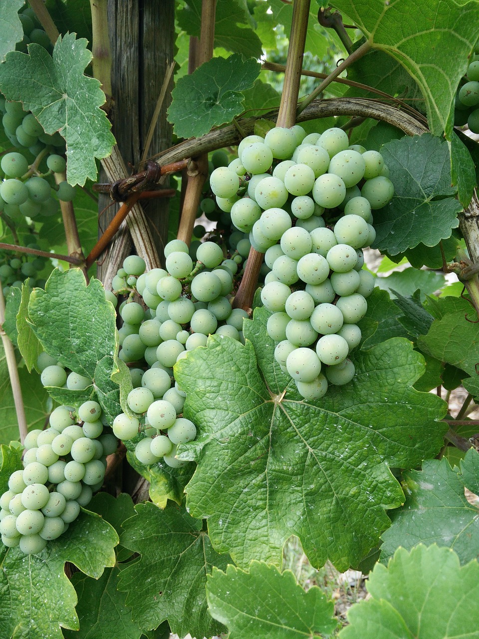 wine riesling grapes free photo