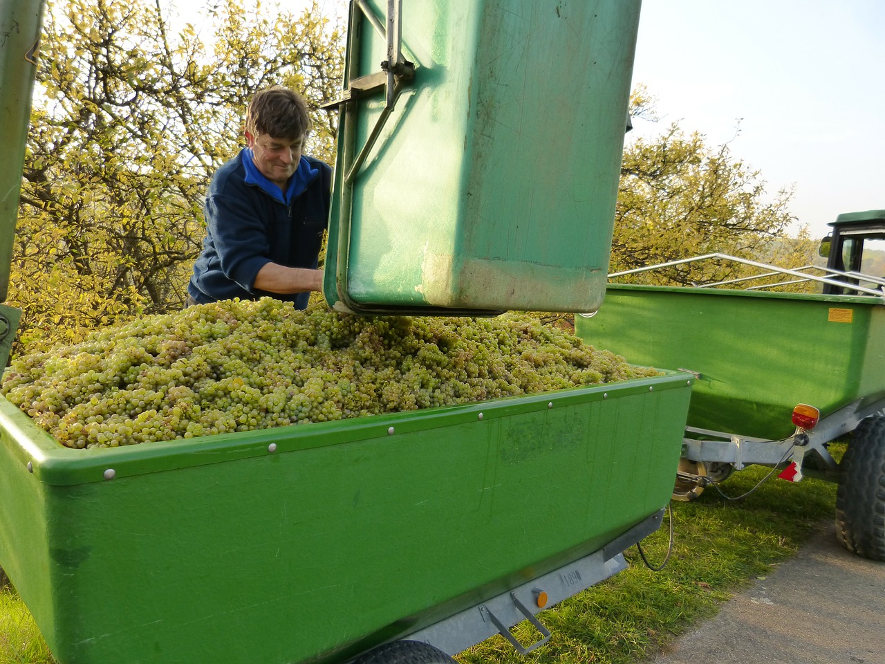 wine vintage wine growers free photo