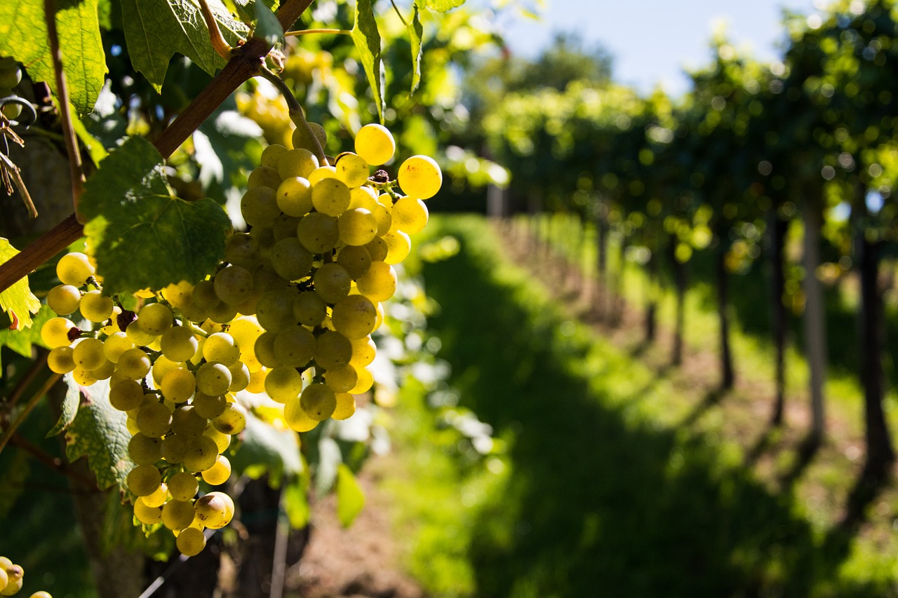 wine grapes gold free photo