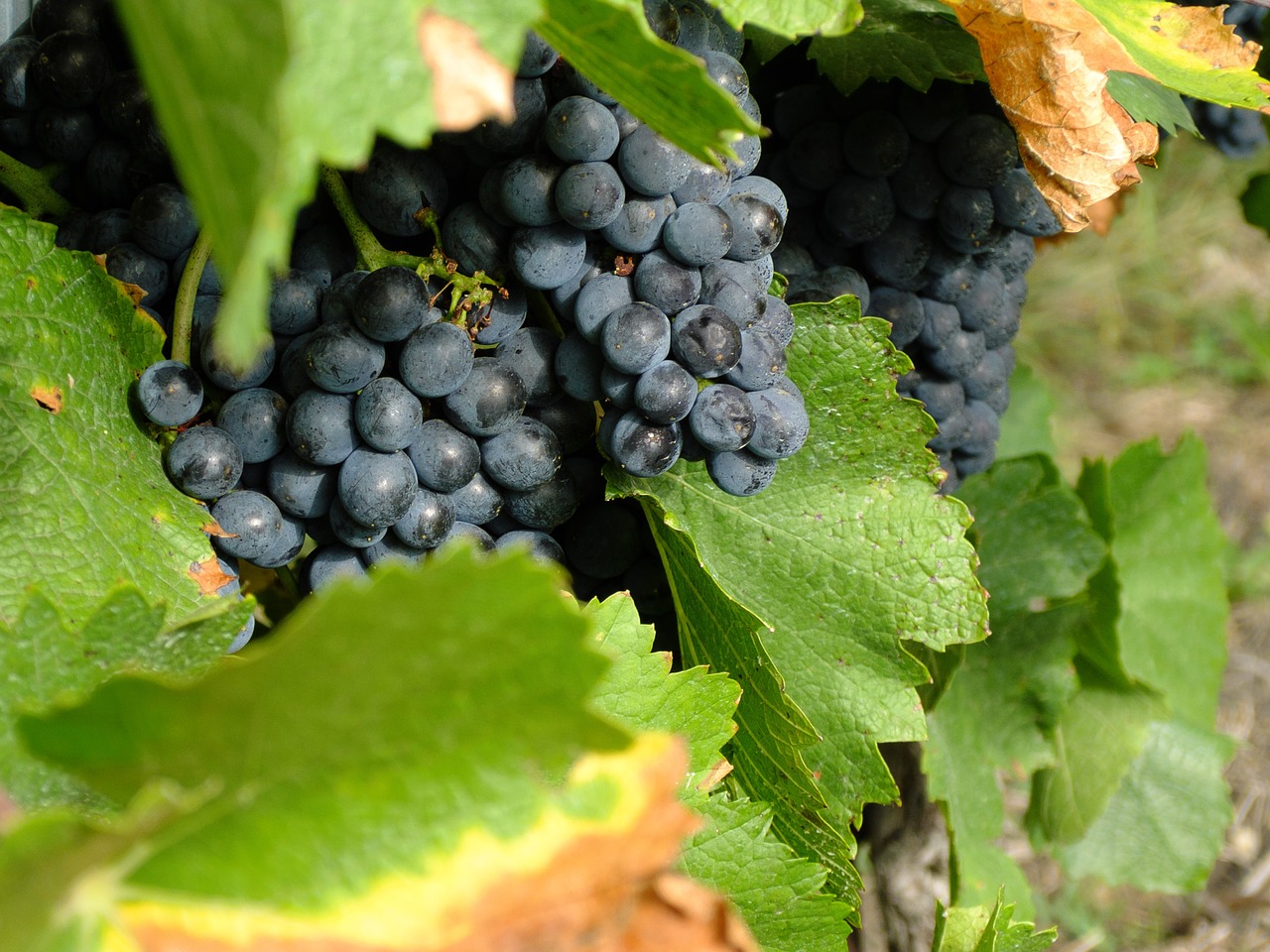 wine vintage grapes free photo