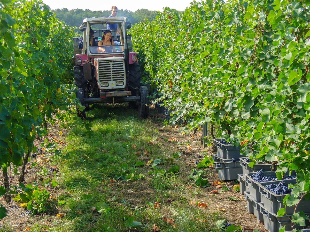 wine vintage grapes free photo