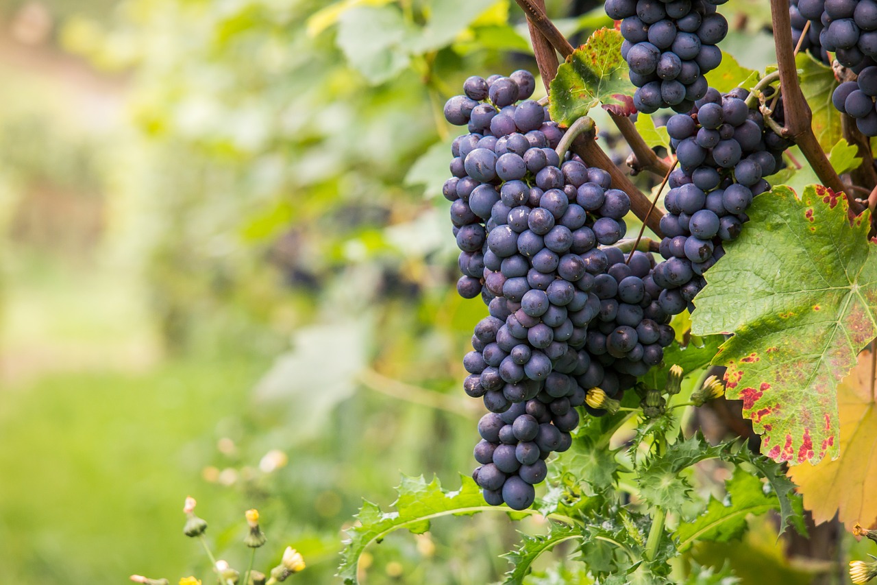 wine grapes pinot noir free photo