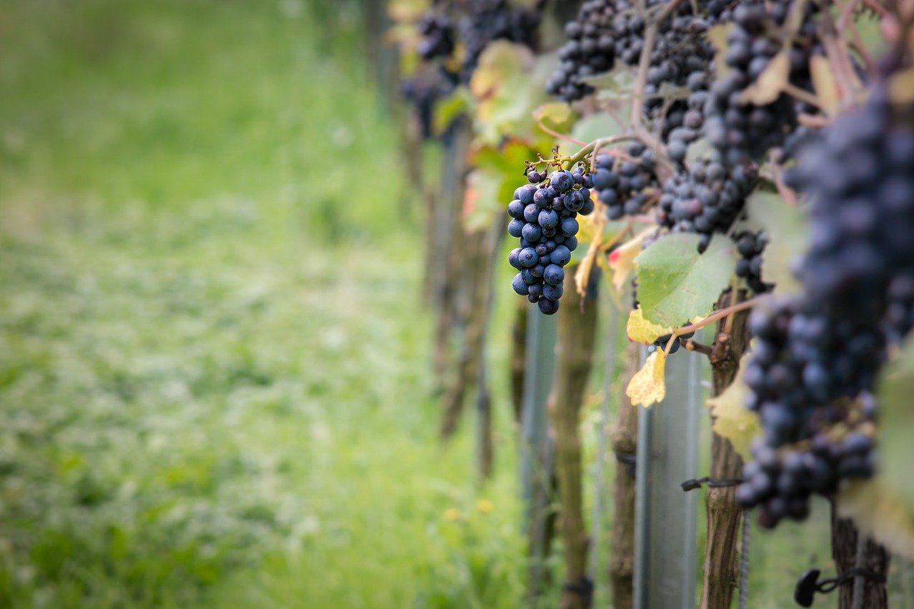 wine grapes pinot noir free photo