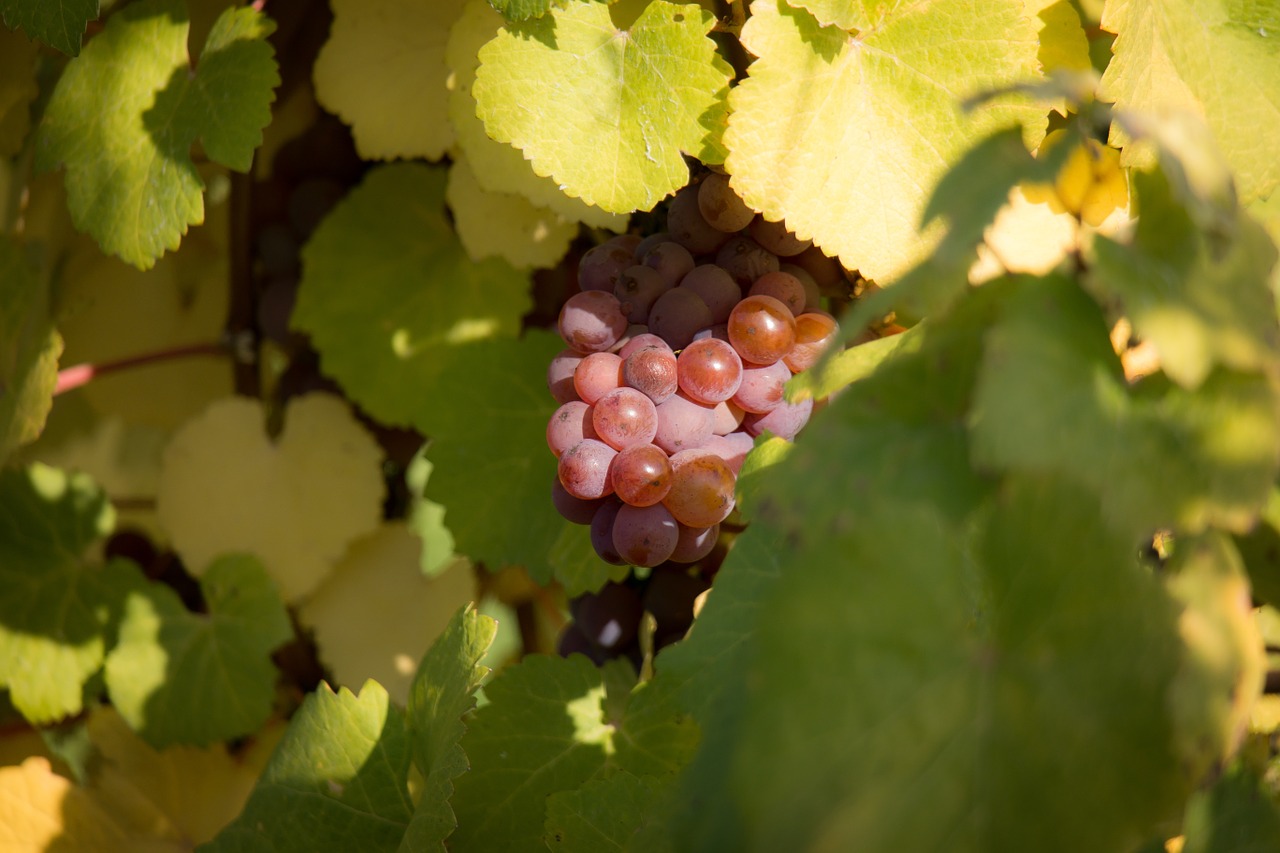 wine grapes vine free photo