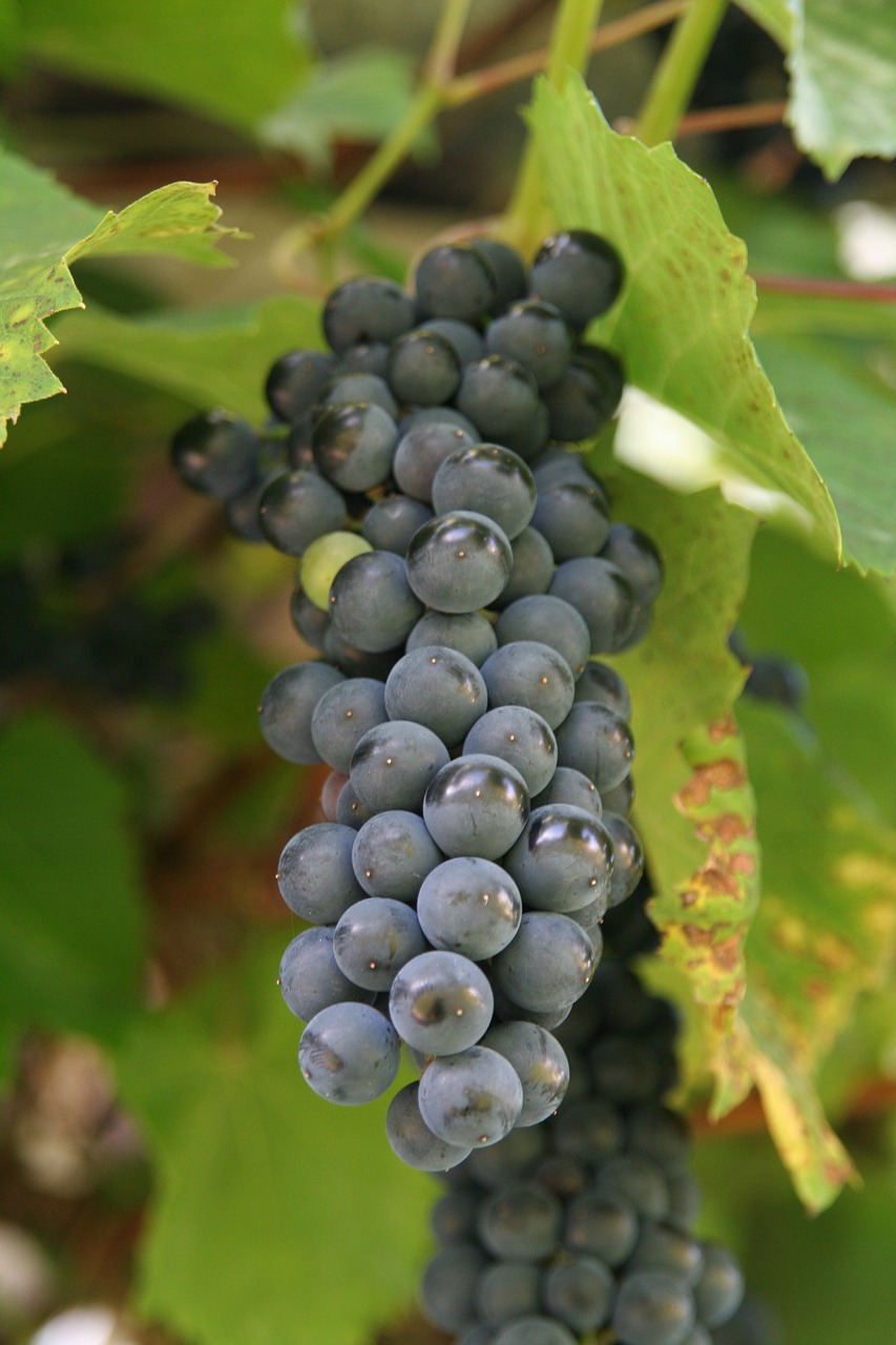 wine cluster grapevine free photo