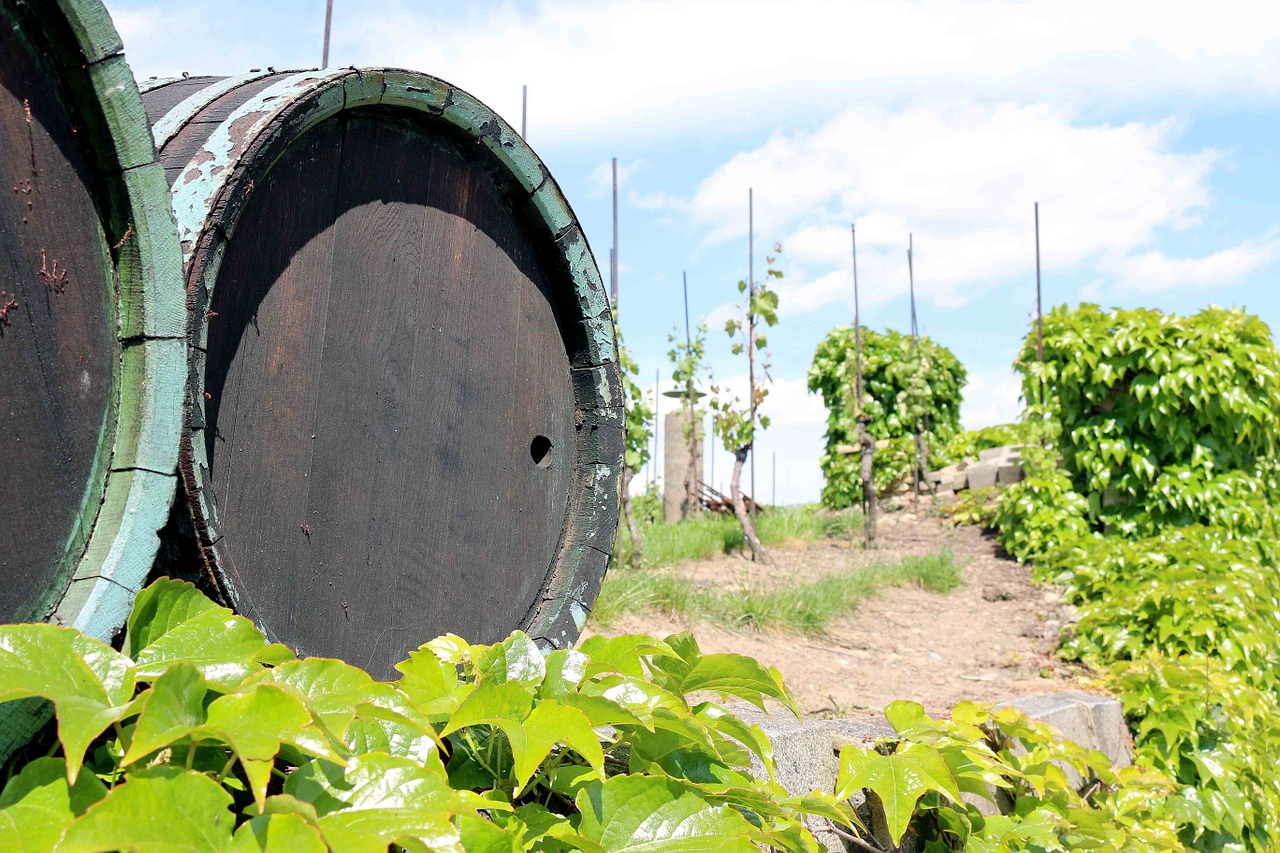 wine barrel barrel wine free photo