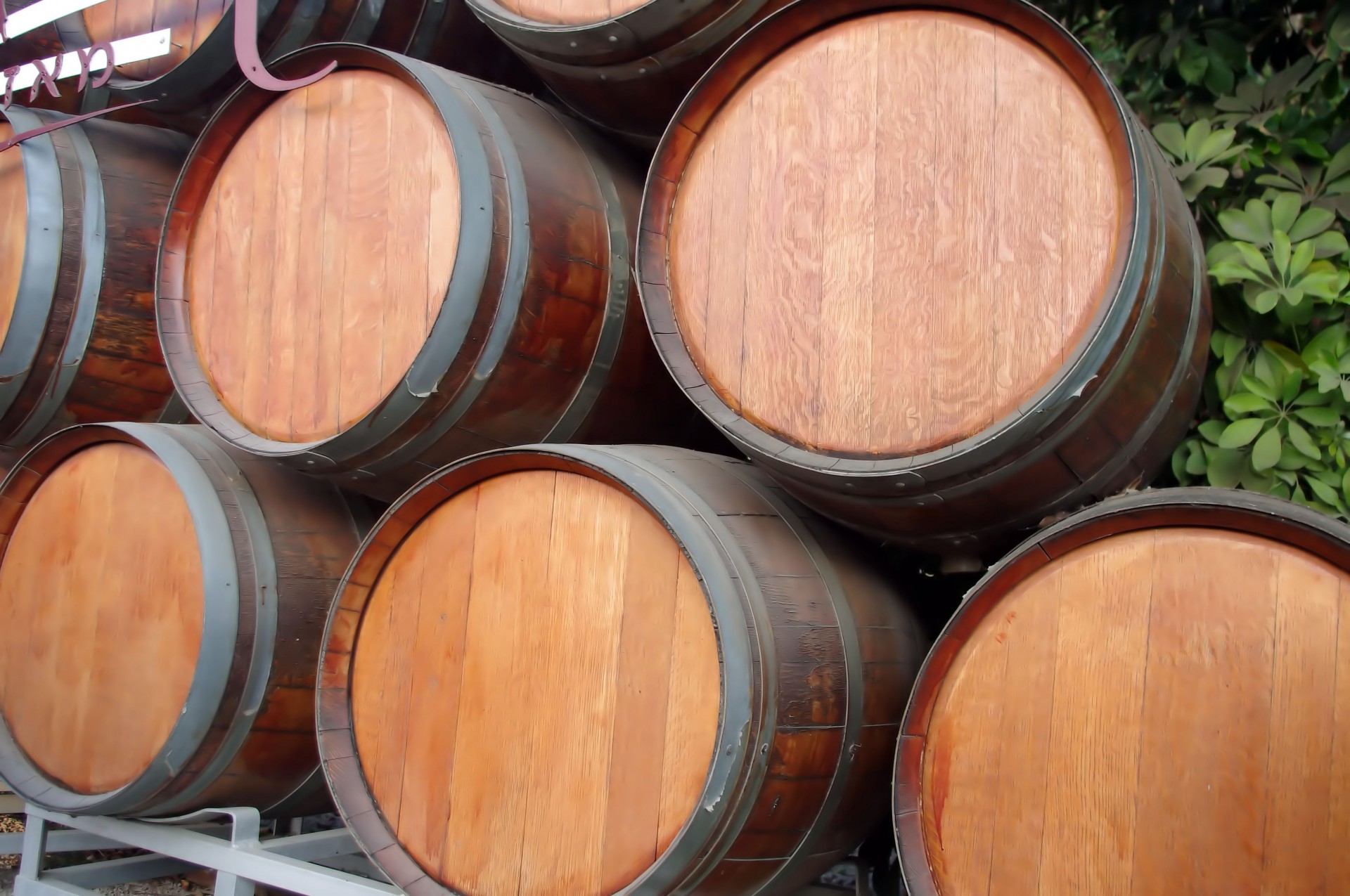wine barrels vineyard free photo
