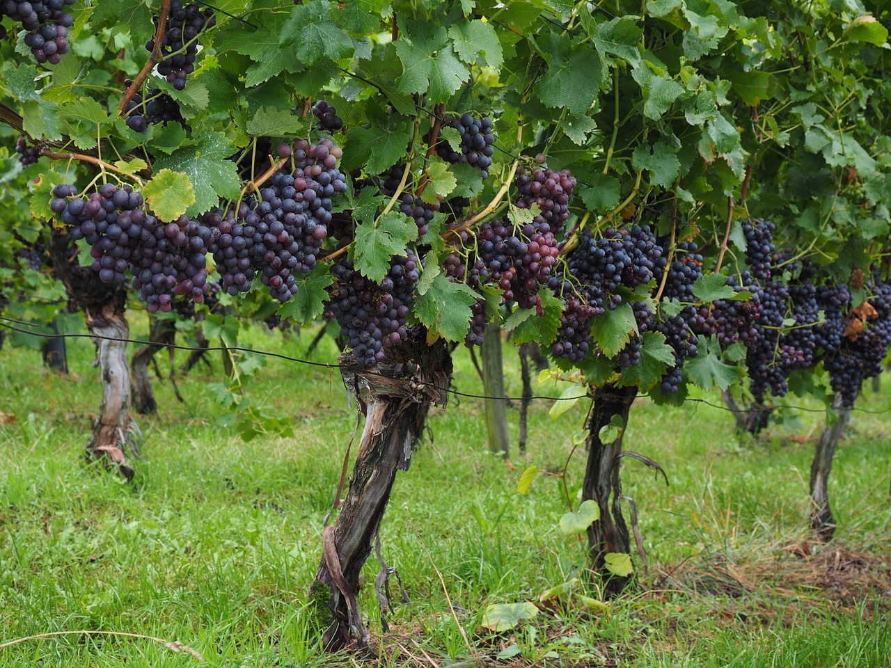 wine berries grapes berries free photo