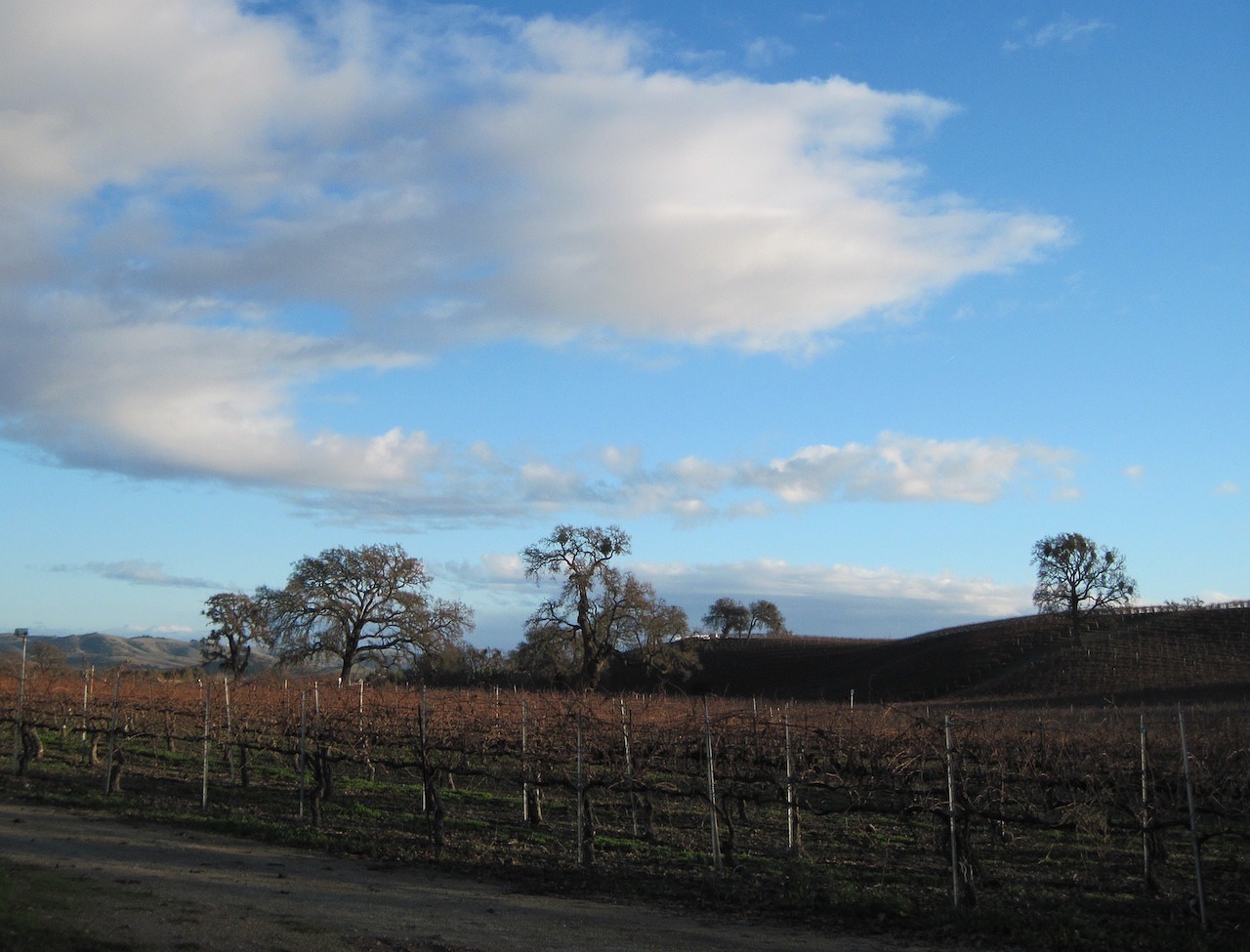 wine country vineyard oak trees free photo
