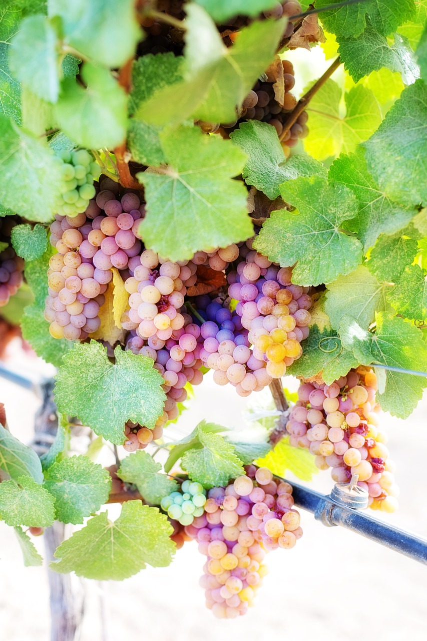 Edit free photo of Wine grapes,white grapes,grapes,vine,vineyard ...
