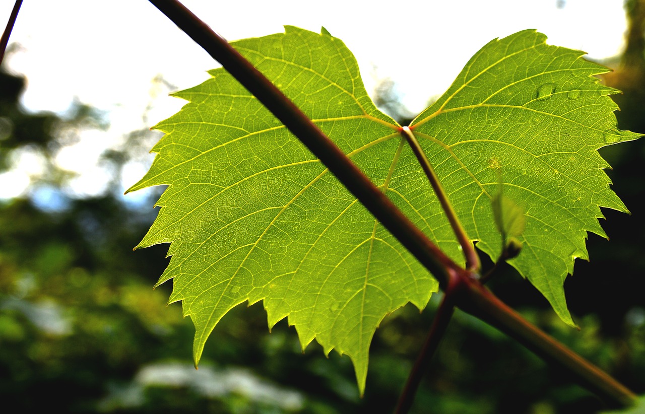 wine leaf ranke plant free photo