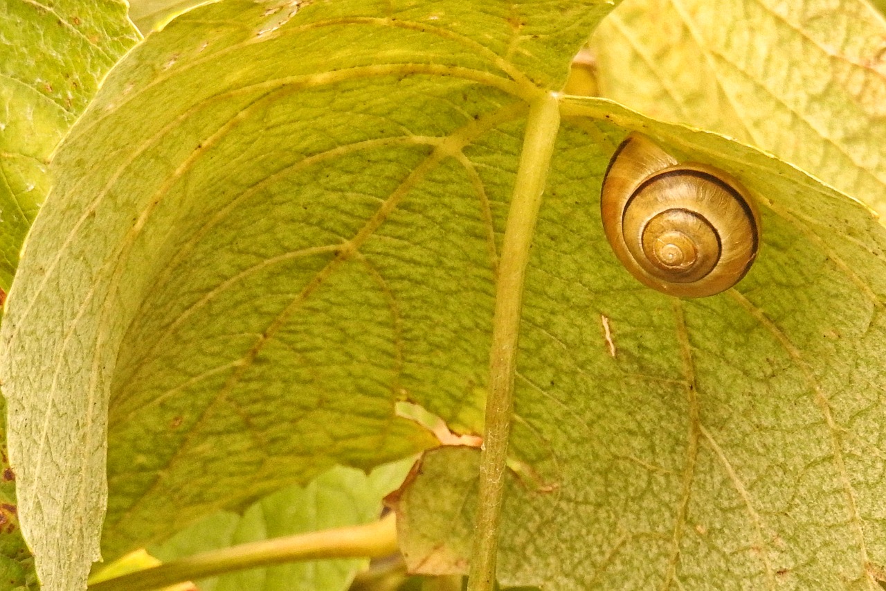 wine leaf leaf shell free photo