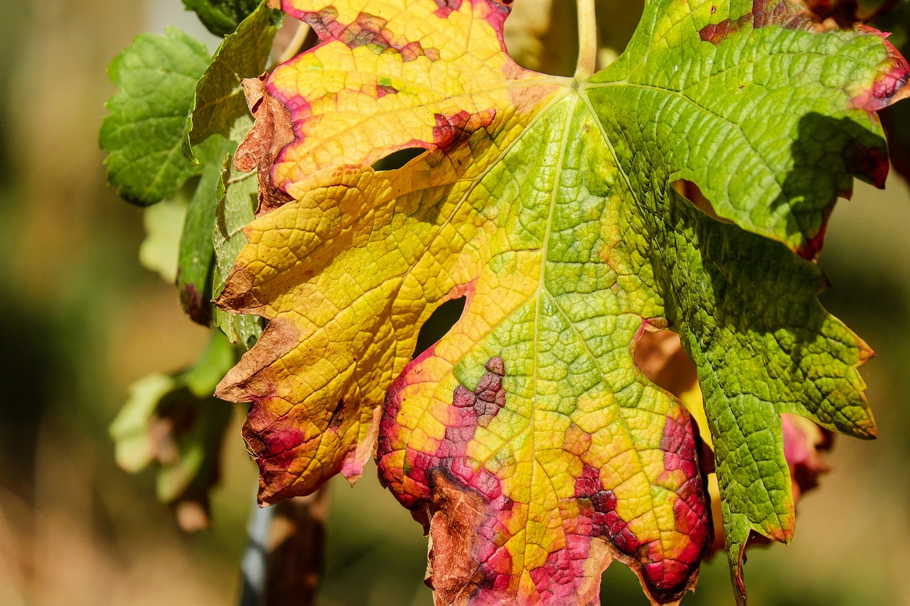 wine leaf leaf color free photo