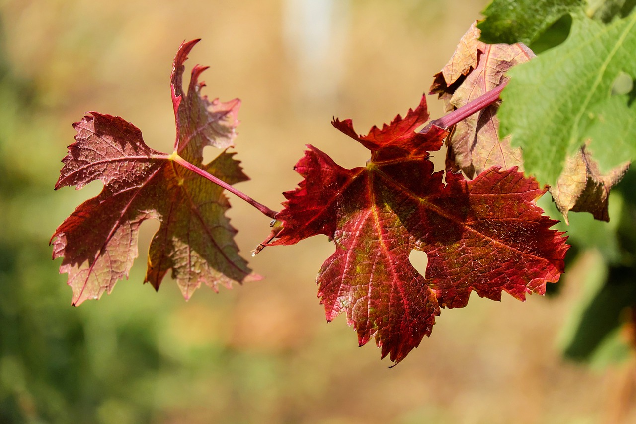 wine leaf leaf bright free photo