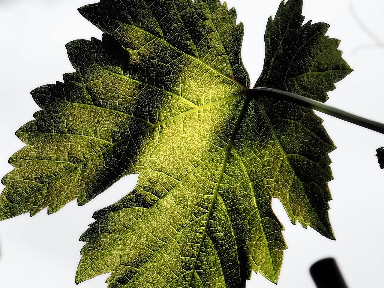 wine leaf nature winegrowing free photo