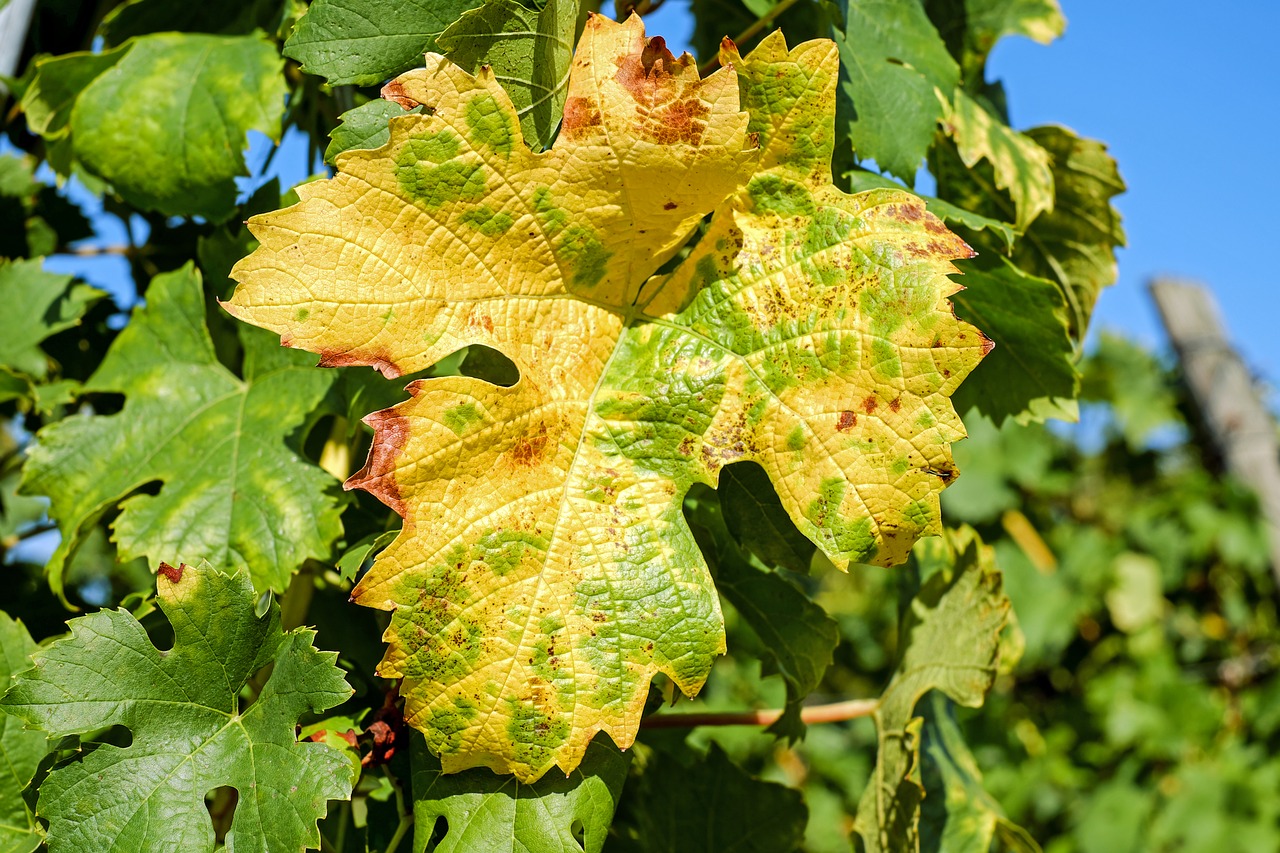 wine leaf leaf color free photo