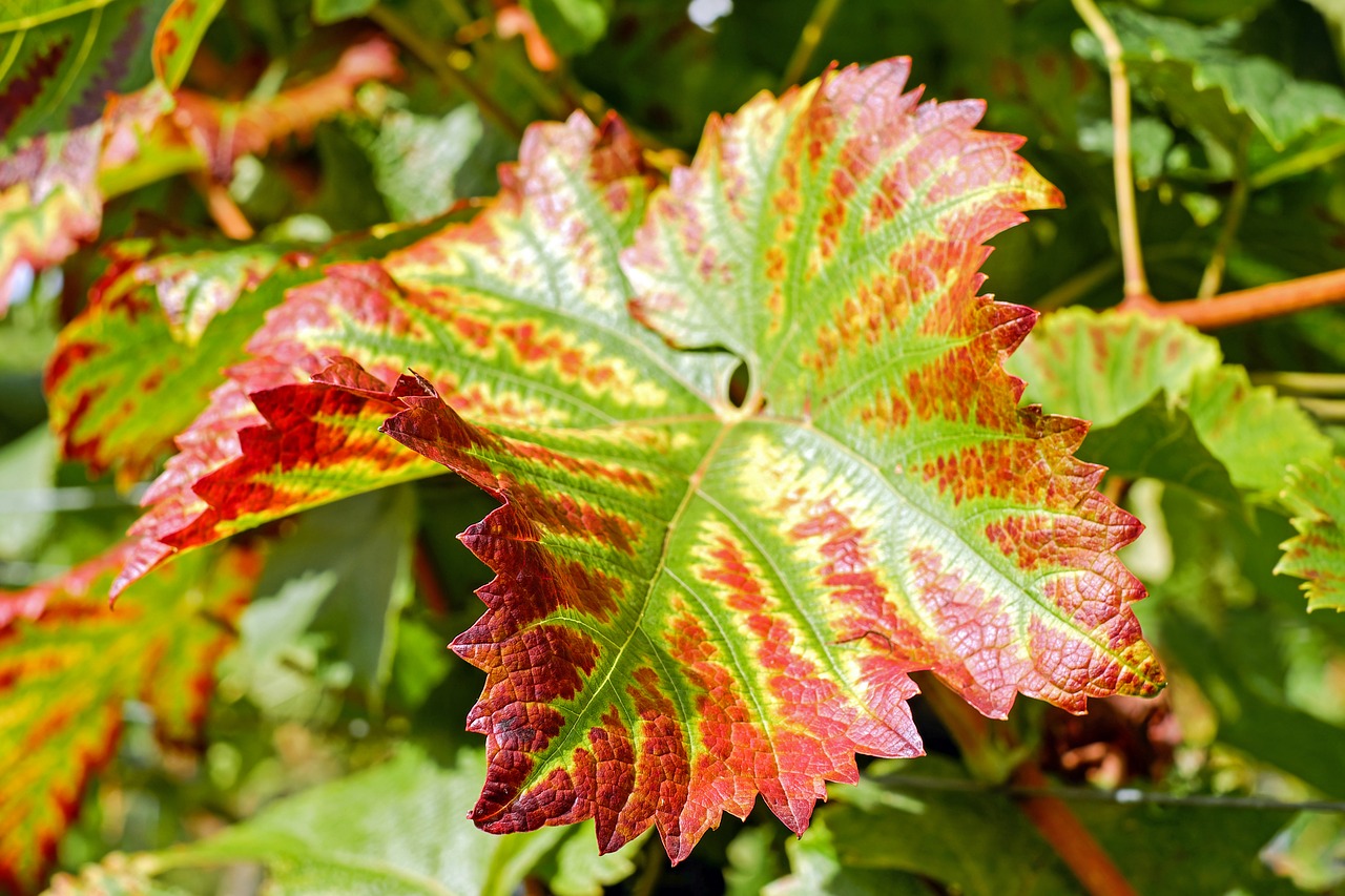 wine leaf leaf colorful free photo