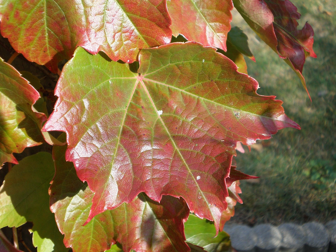 wine leaf autumn color leaf free photo