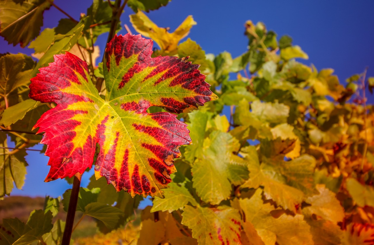 wine leaf  nature  plant free photo