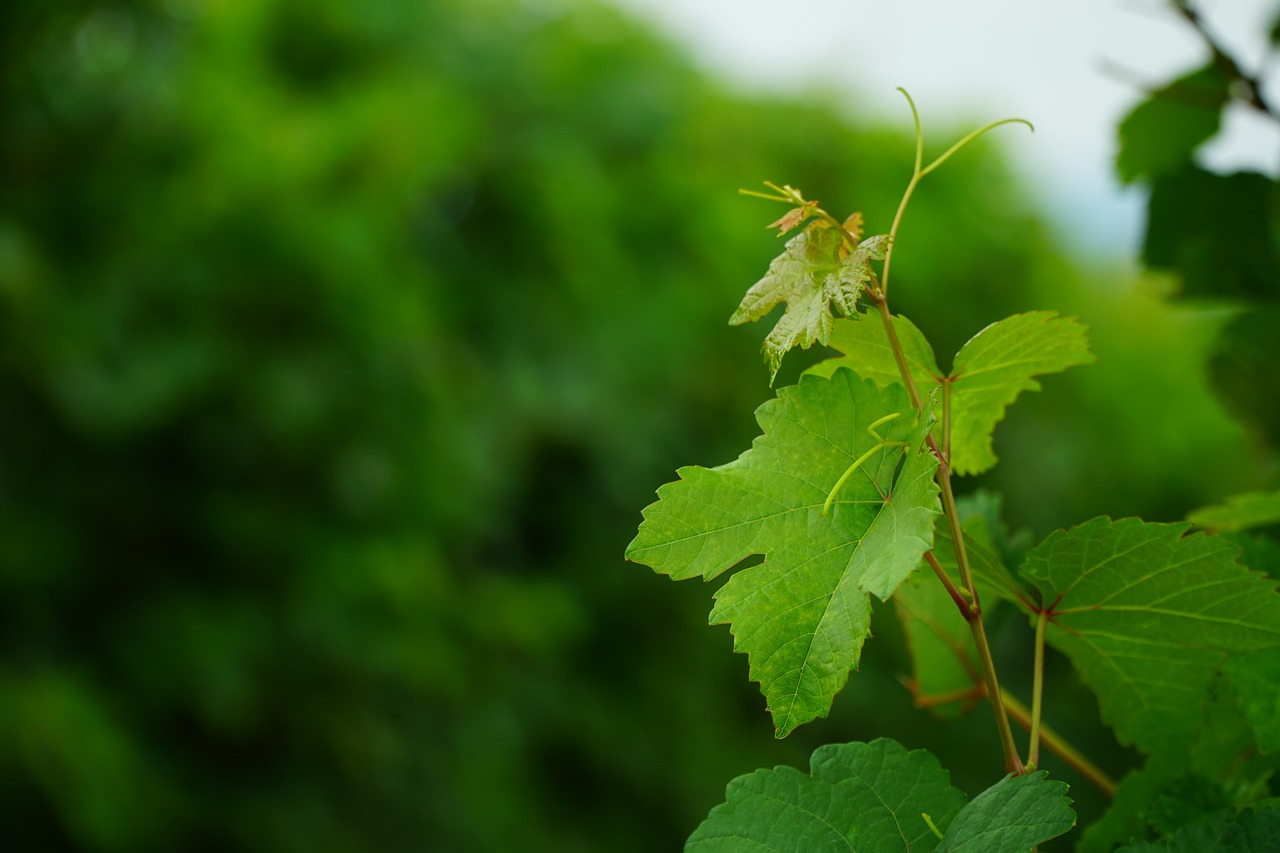 wine leaf  vines  vine free photo