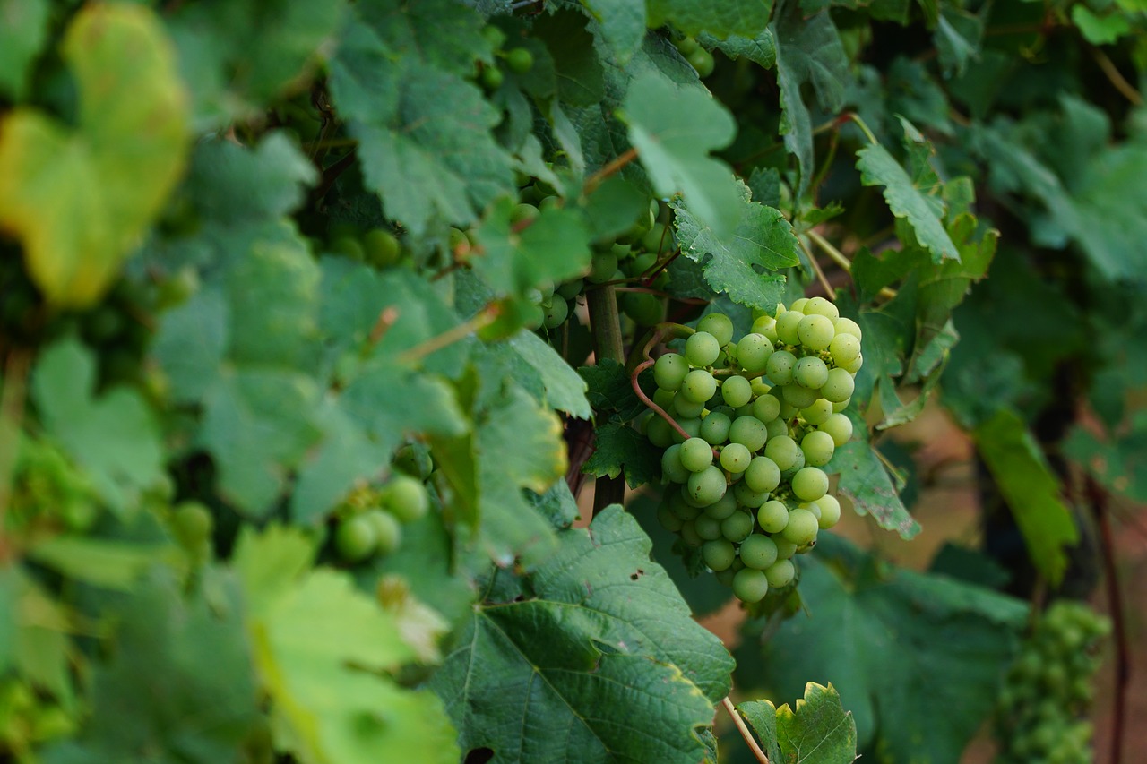 wine leaf  vines  vine free photo