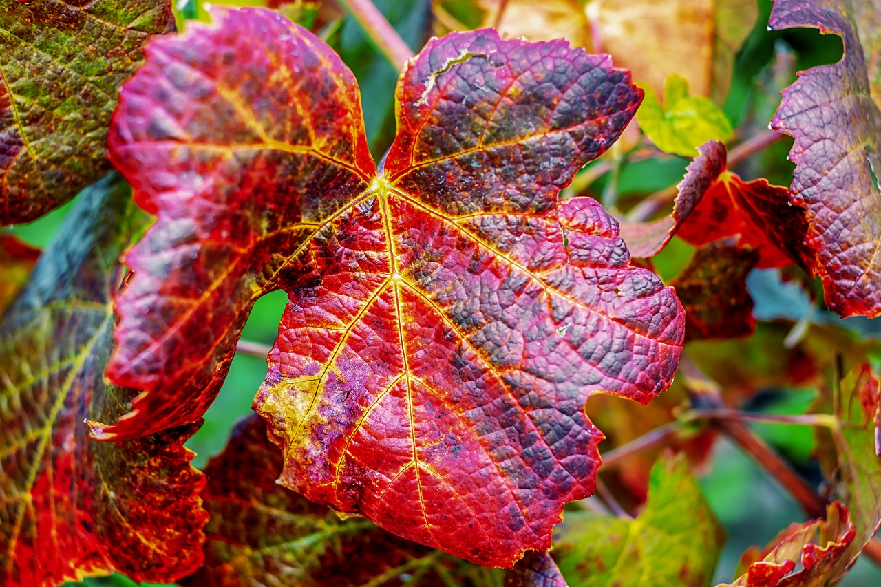 wine leaf  leaf  red free photo