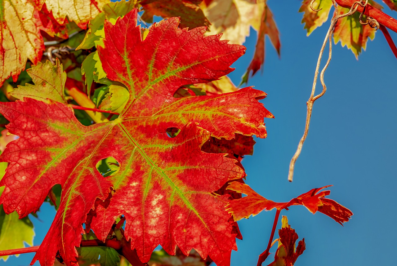 wine leaf  fall color  leaf free photo