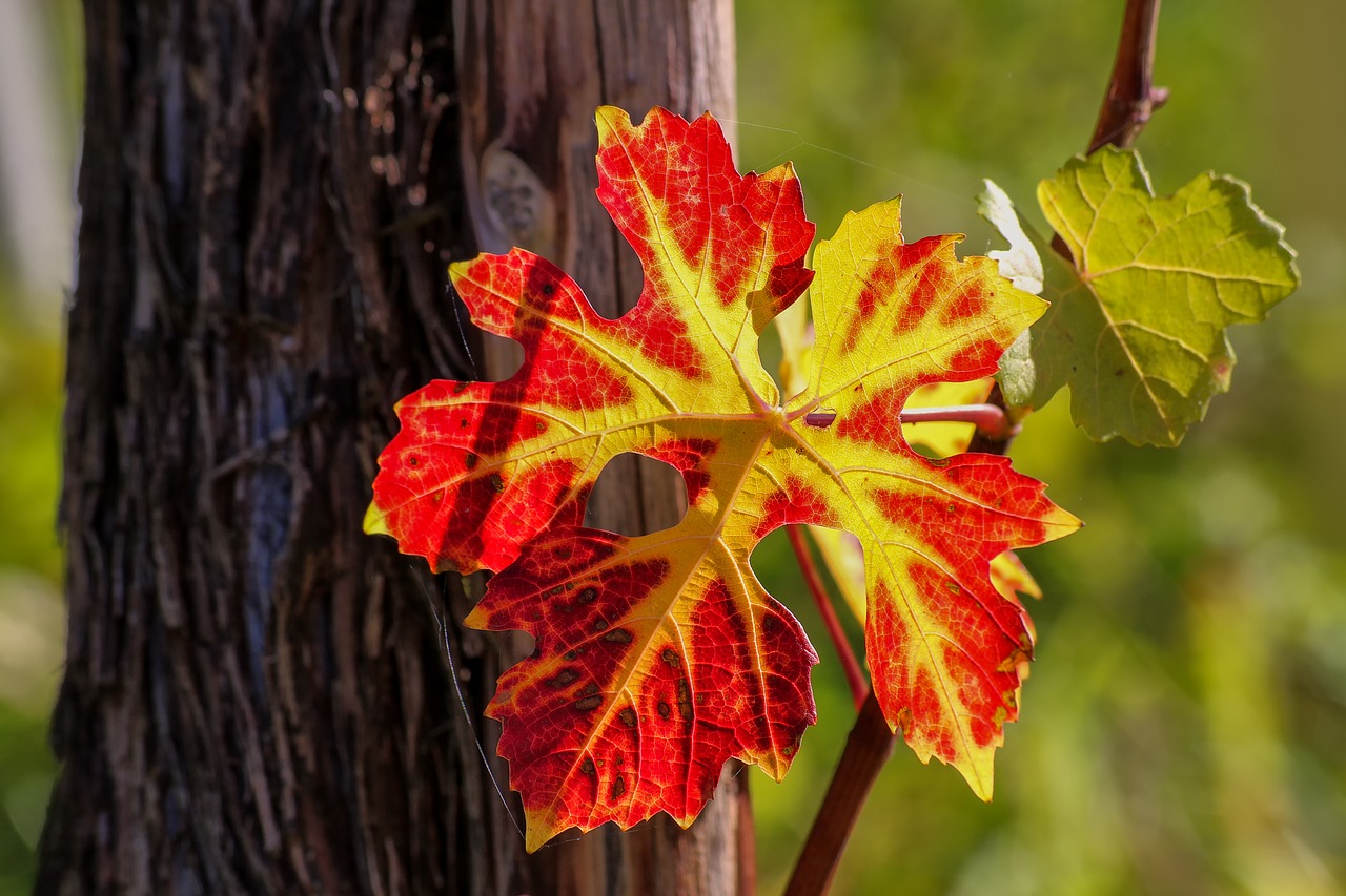 wine leaf  vine  nature free photo