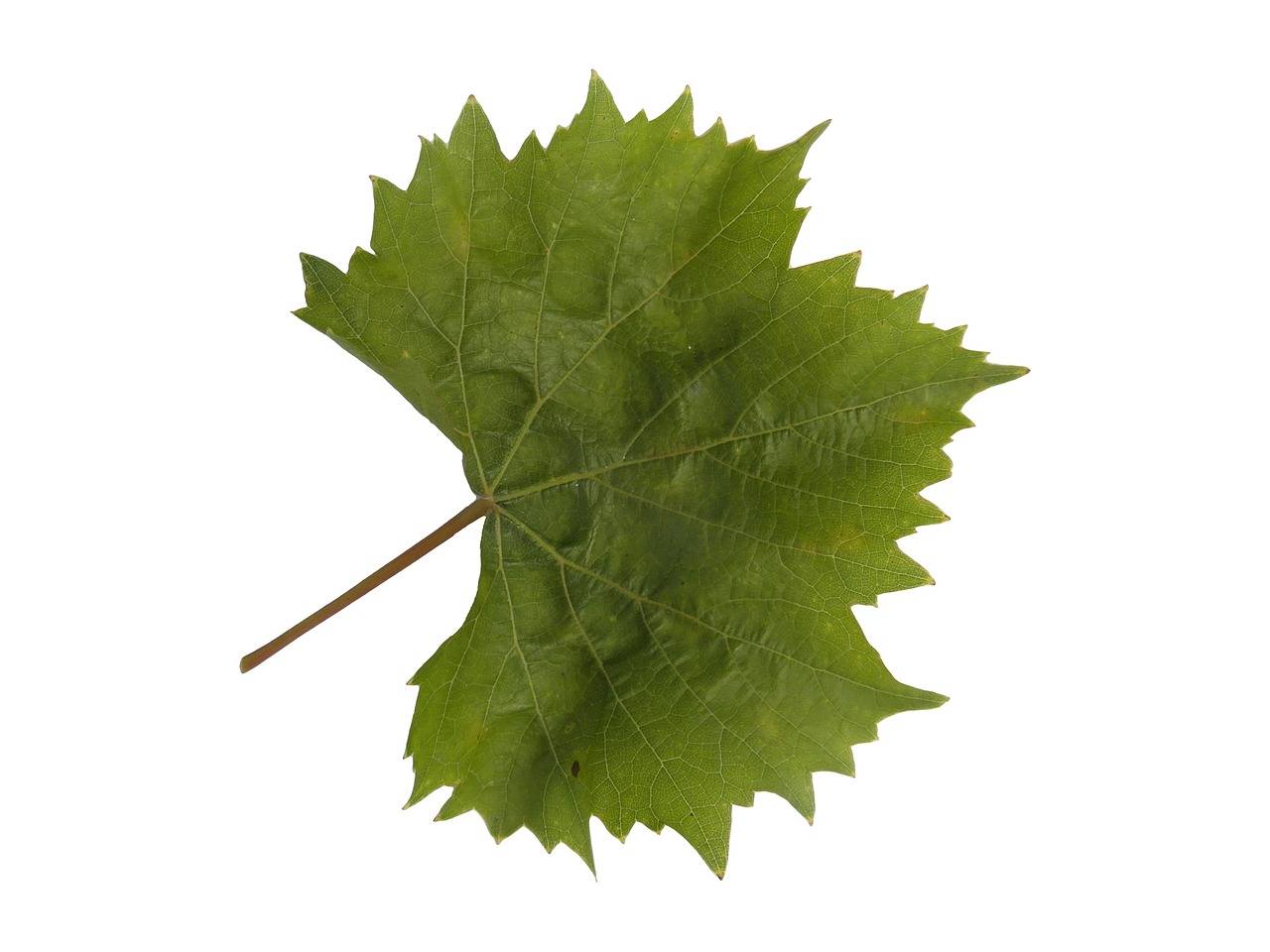 wine leaf wine leaf free photo