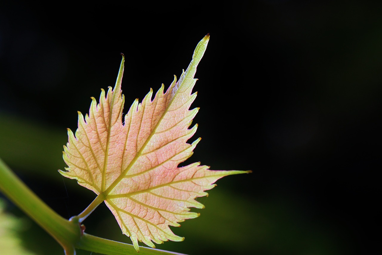 wine leaf vine wine free photo