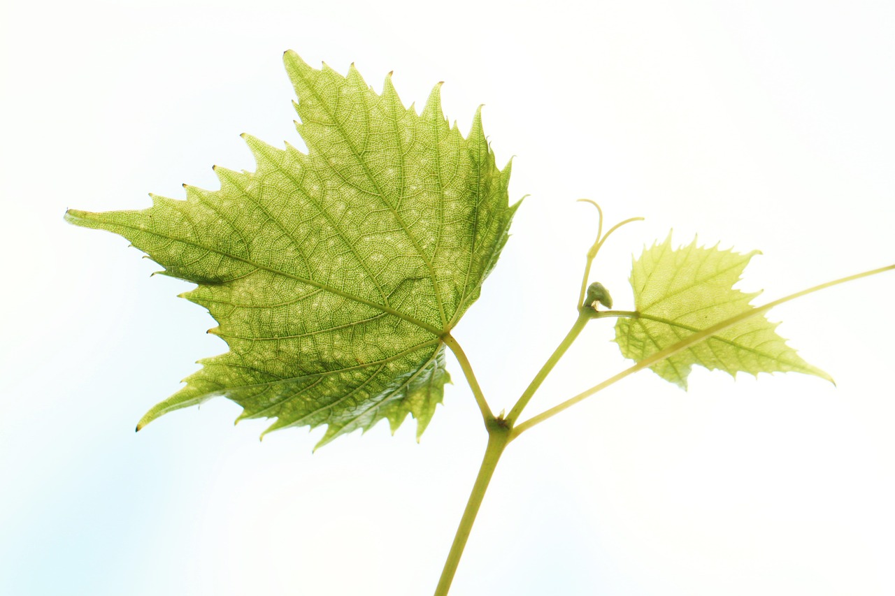 wine leaf vine wine free photo