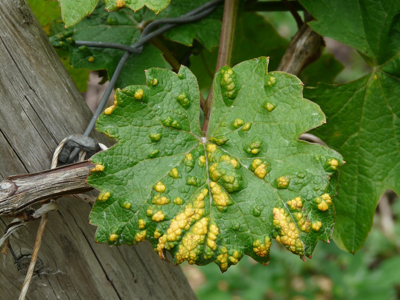 wine leaf smallpox mite infestation free photo