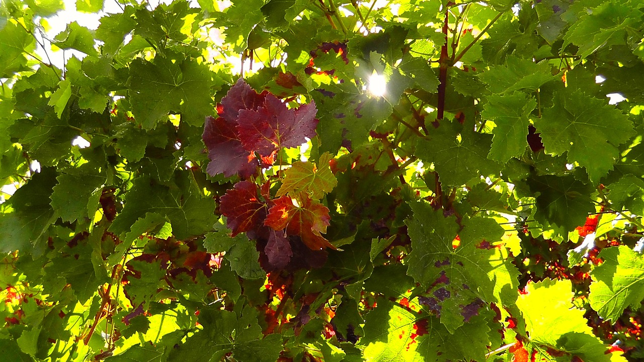 wine leaf wine plant free photo