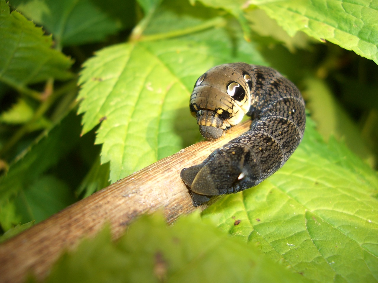 wine owls young caterpillar fichtelgebirge free photo