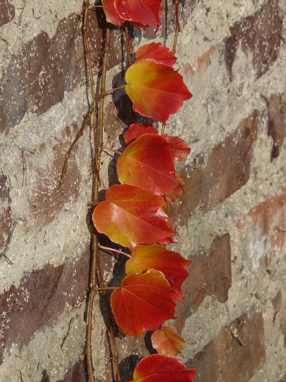 wine partner vine leaves wall free photo
