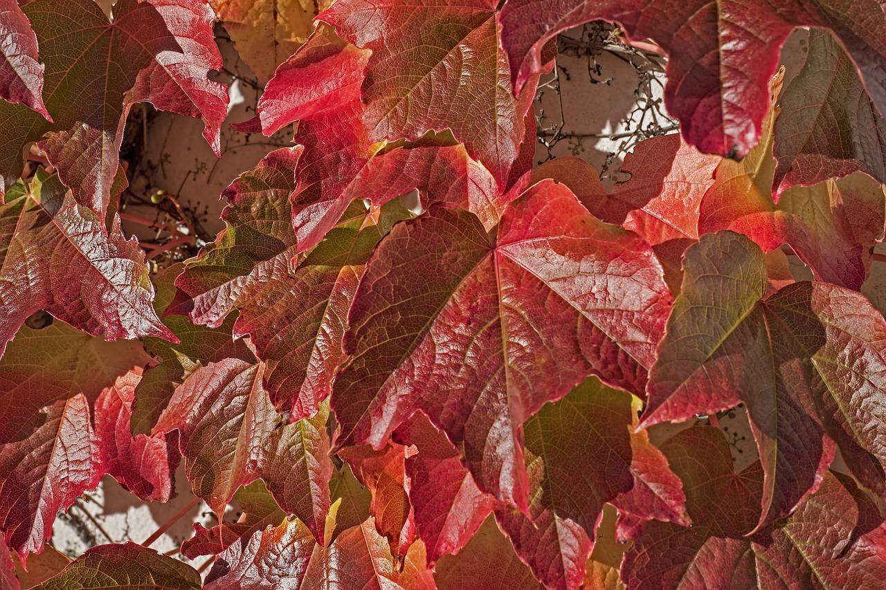 Красный виноградный лист