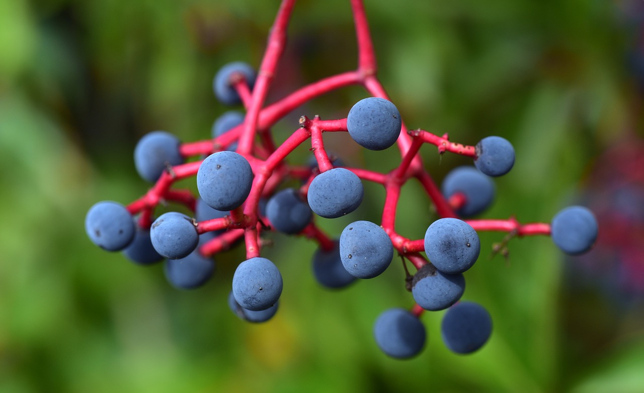 wine partner  berries  autumn free photo